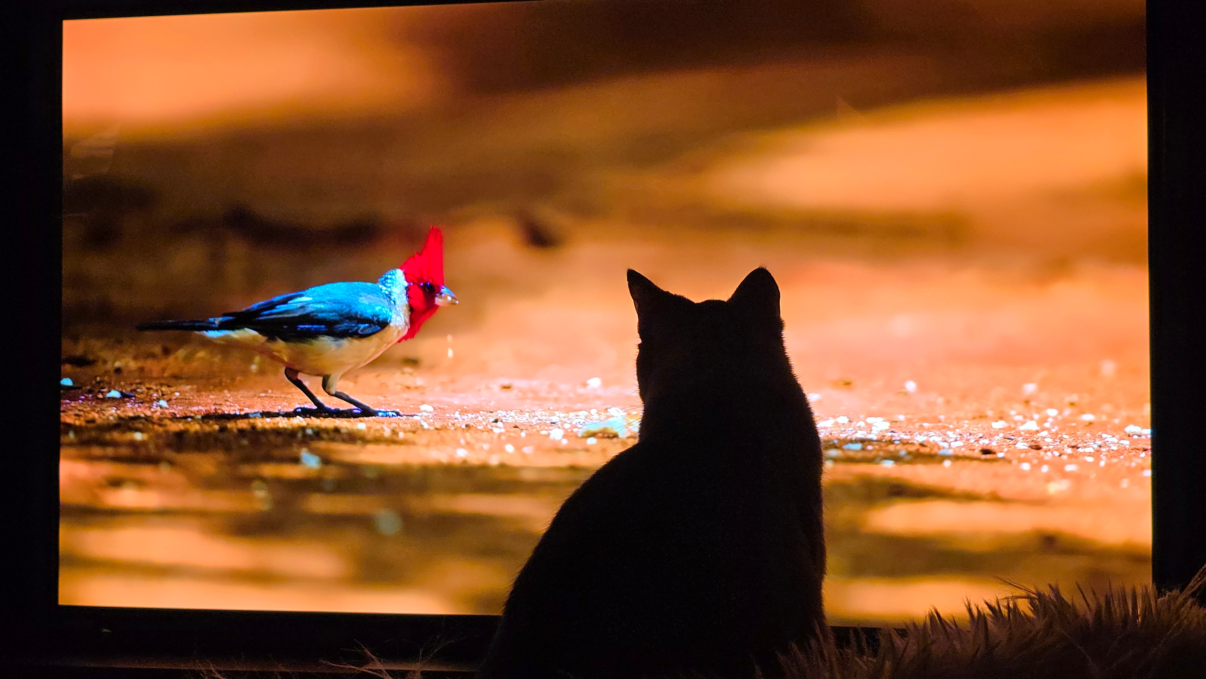Televizor LG OLED evo 55G53LS, 139 cm, Smart, 4K Ultra HD, 100 Hz, Clasa E (Model 2025)