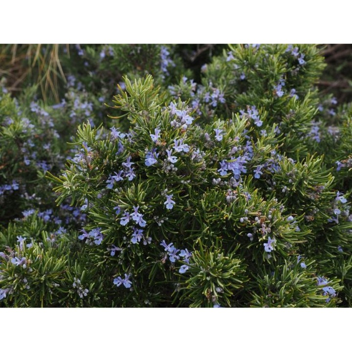 Rozmarin la ghiveci P9, H 10-15 cm, verde, decorativ