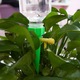 Set picuratoare cu valva pentru irigare plante, Albastru/Verde, 10 buc
