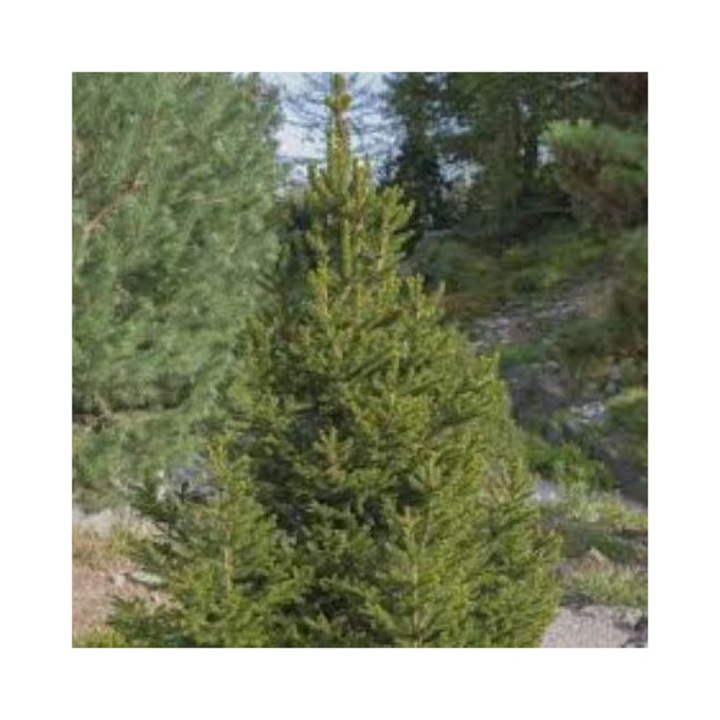 Molid pitic Picea Glauca Perfecta, ghiveci P15, H 40-50 cm, frunză densă, verde