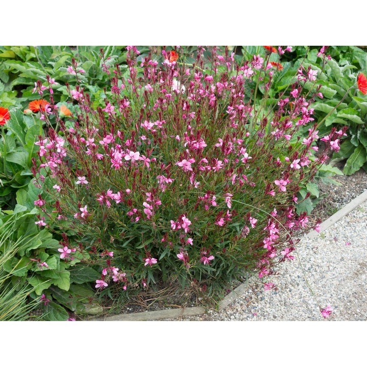 Gaura lindheimeri 'Siskiyou Pink', inaltime la maturitate 45-60cm, flori roz, planta la ghiveci P9