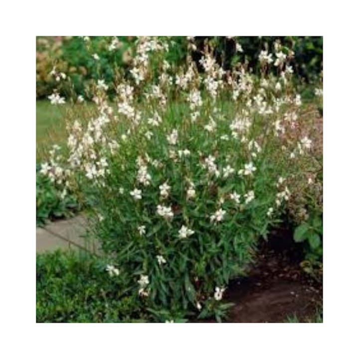 Gaura lindheimeri 'Whirling Butterflies', floare la ghiveci P9, înălțime 15-20 cm, flori albe, rezistentă la -25 grade