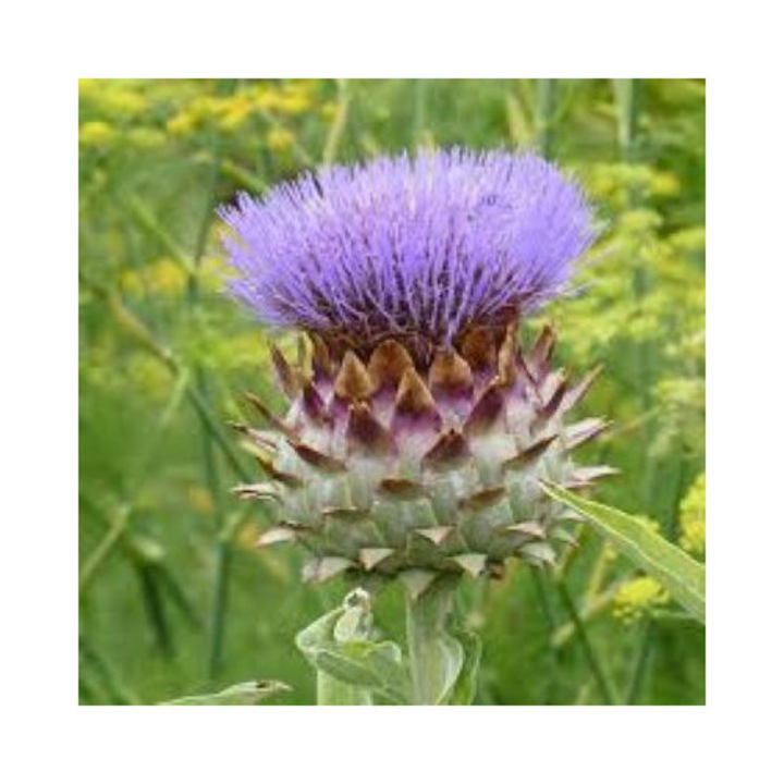 Anghinare la ghiveci P9, Cynara scolymus, flori violete, inaltime 90-180 cm, diametru 60-90 cm