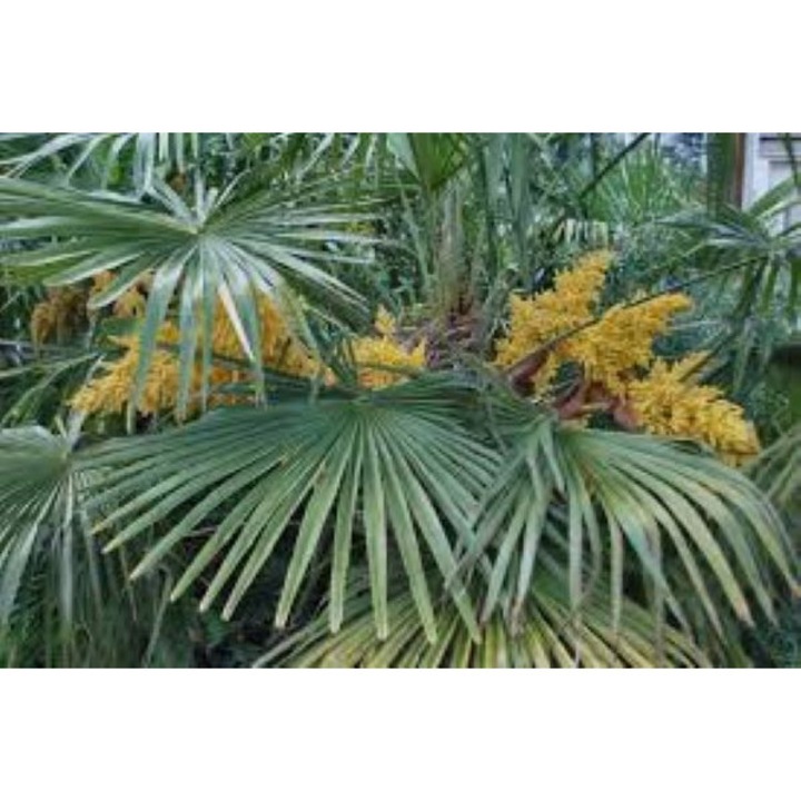 Trachycarpus Fortunei - Palmier chinezesc sau Palmier moara de vant, rezistent la ger la ghiveci C1.5 - H 30 cm