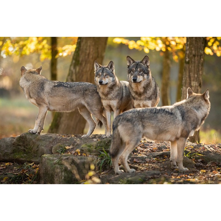 Masca decorativa pentru calorifer, Naklejkomania, lupi, 60x100cm, montare magnetica, ajustabila