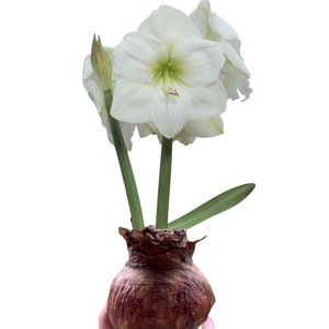 Bulbi, seminte si rasaduri