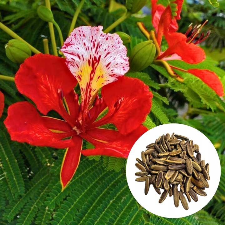 Flame of Africa magkészlet - Delonix Regia, Kacper Lorent, univerzális földkeverék homokkal és perlittel, hidegérzékeny telelésre alkalmas! Romániában világos szobába kell vinni az első fagyok előtt, magok száma a csomagban 50