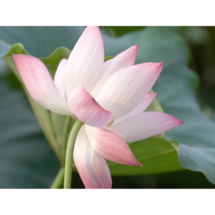 Seminte de Lotus Sacru Indian - Nelumbo nucifera - 8 seminte - Flori parfumate, frunze lungi, 25cm