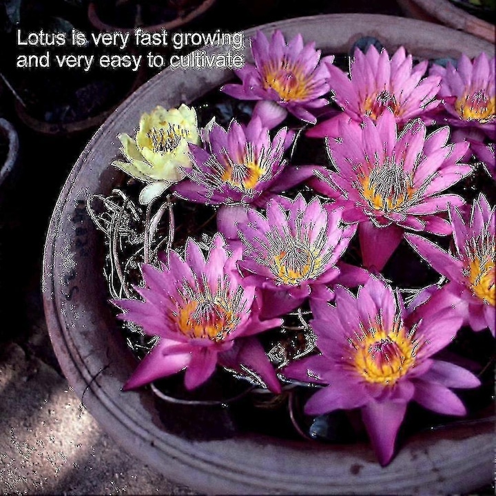 Set de 5 seminte de floare de lotus in bol de lotus