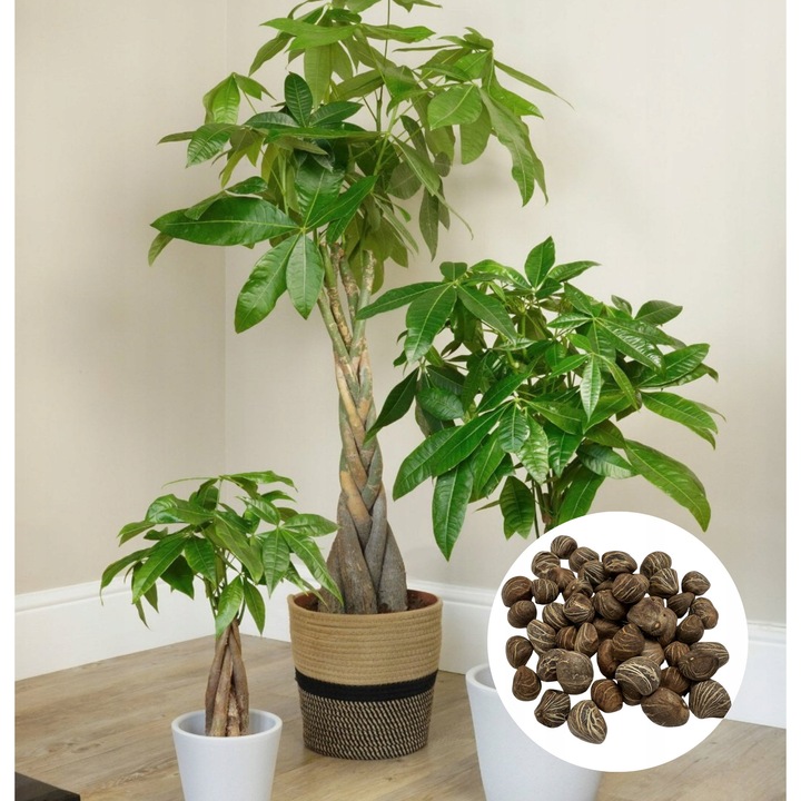 Set Seminte De Pachira Aquatica, Kacper Lorent, Decoratiune Exotica Pentru Interior Cu Forma Sculpturala Si Intretinere Simpla, Prefera Camere Calde Si Luminoase Cu Umiditate Crescuta, Numarul De Seminte In Ambalaj 10