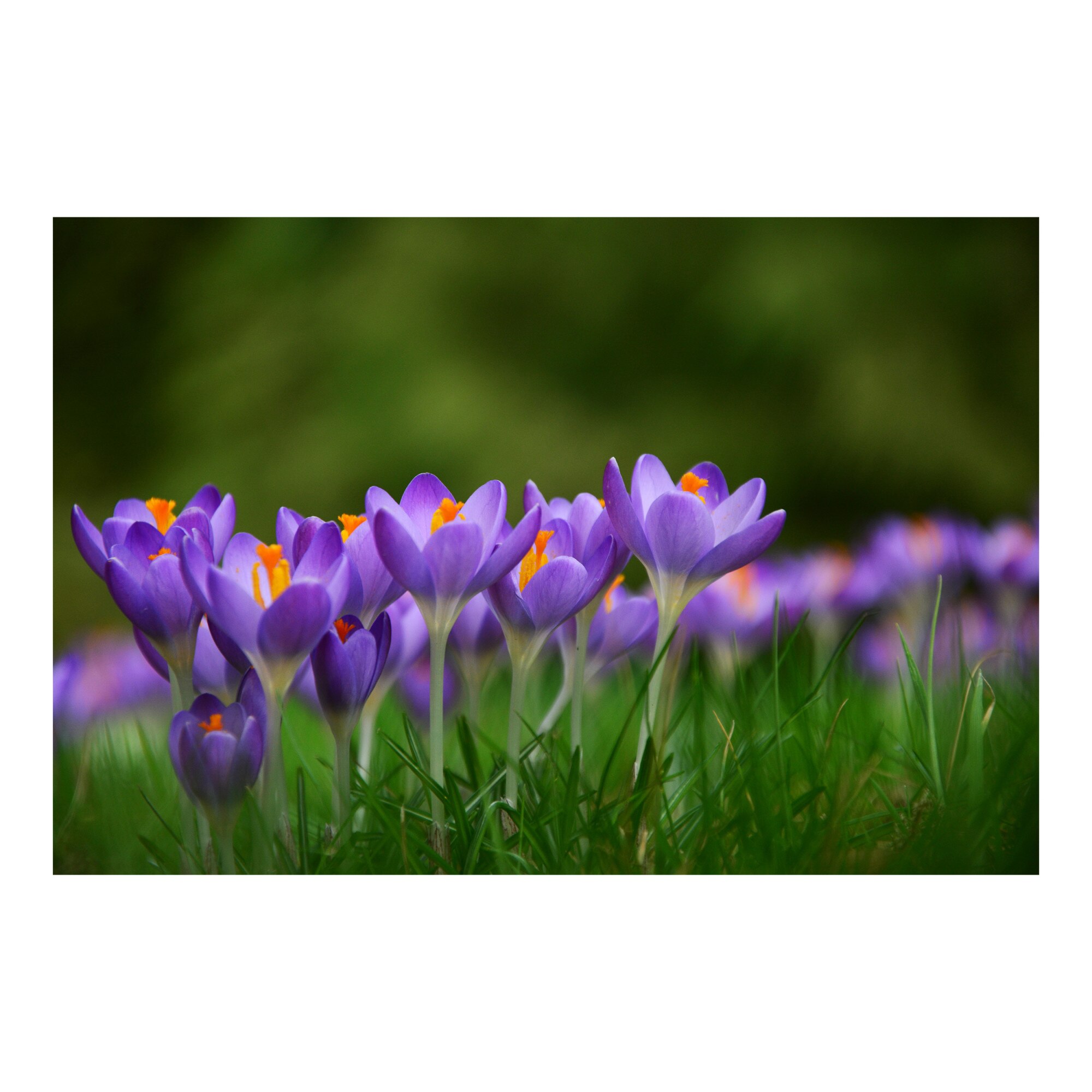 Tablou Canvas Artantida - Blue Flowers 60x40 cm