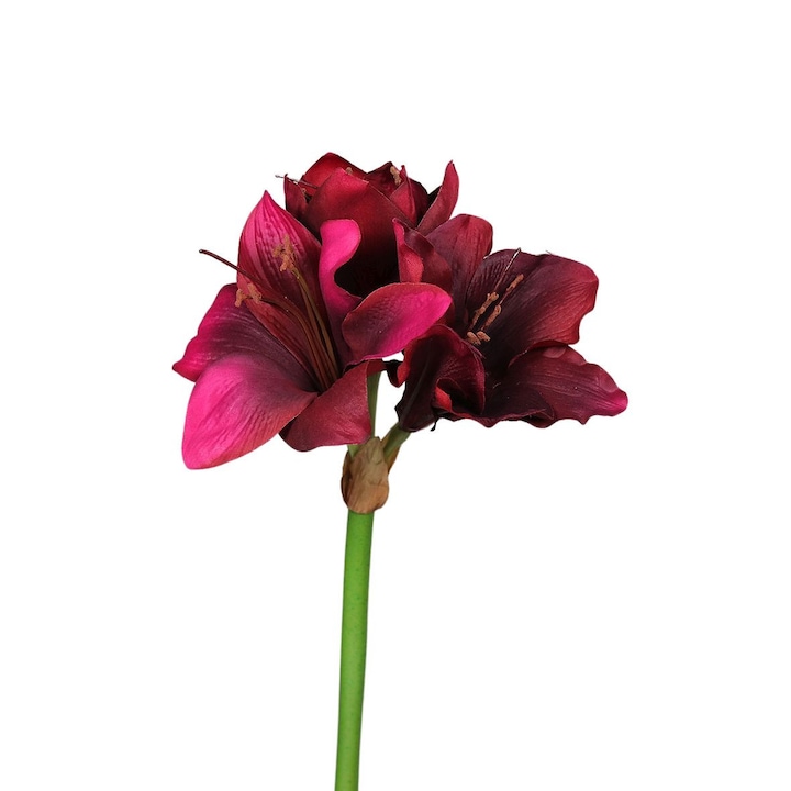 Amaryllis la fir, culoare burgundy, inaltime 50 cm