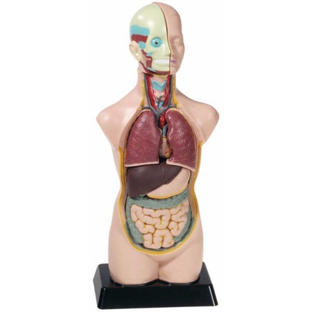 Mulaj Tors Uman Edu Toys 50 Cm Emag Ro