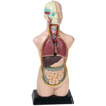 Mulaj tors uman, Edu-Toys, 50 cm Mulaj tors uman, Edu-Toys, 50 cm