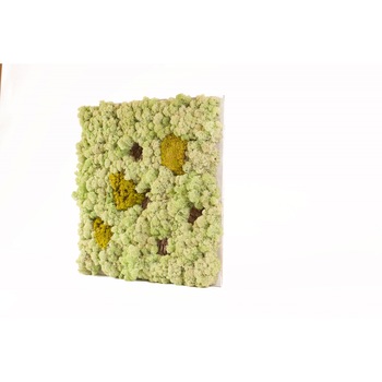 Tablou licheni  Tablou licheni