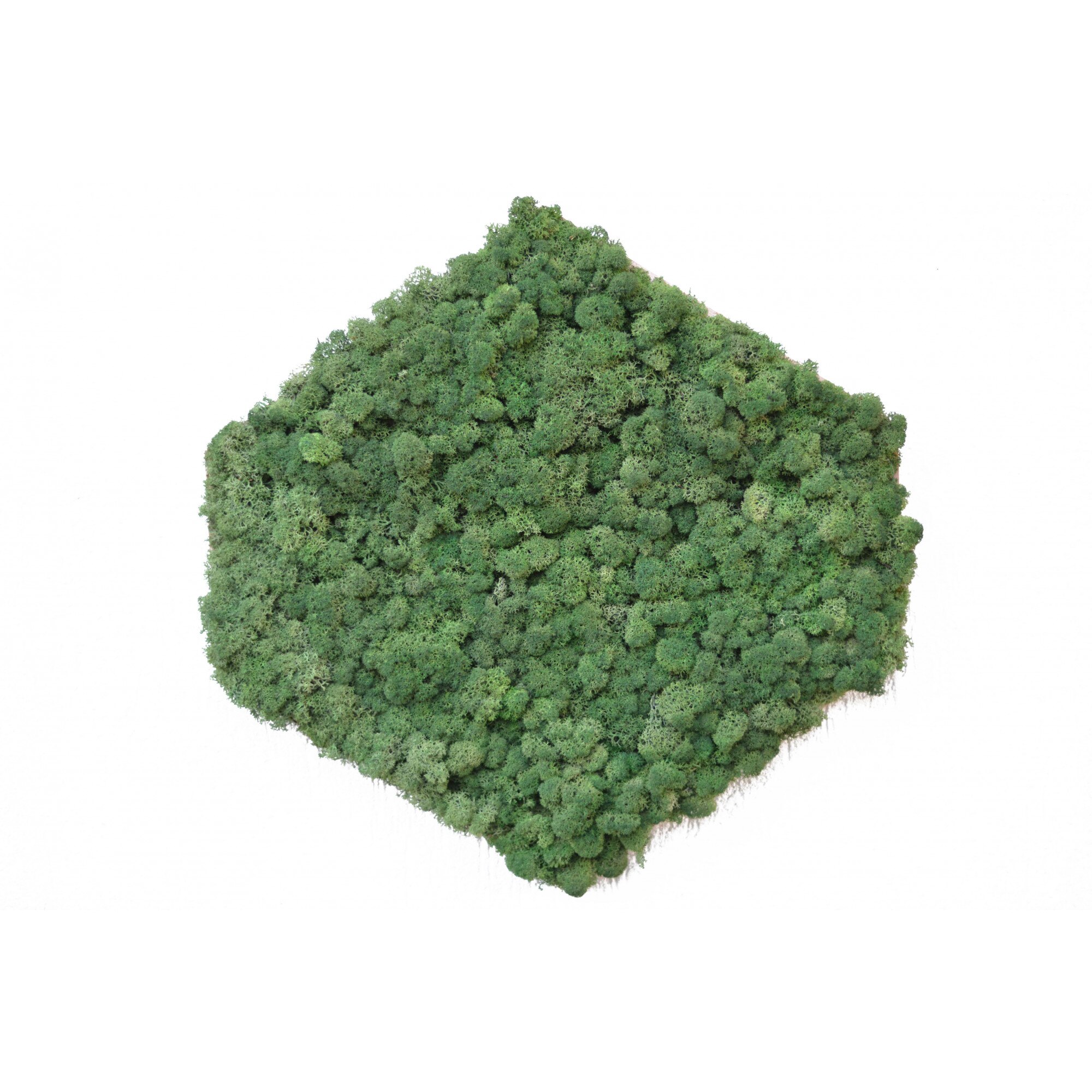 Set 3 tablouri licheni Hexagon 30X30cm