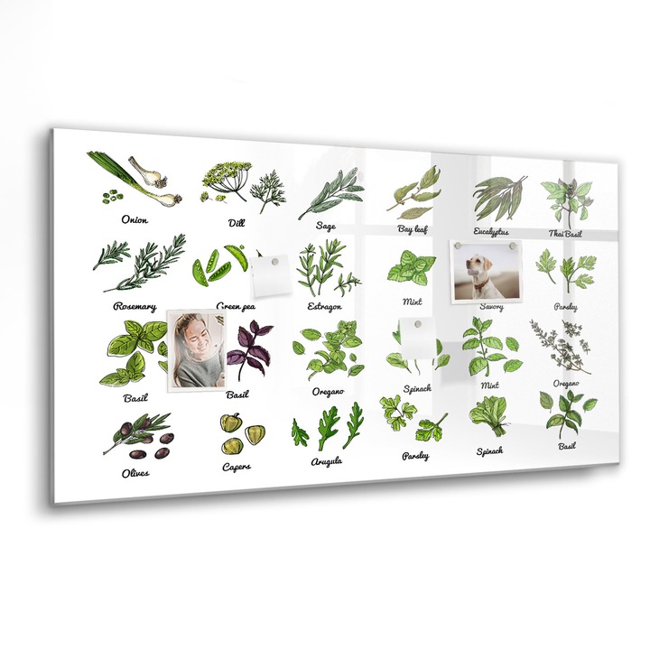 Mágneses tábla, Coloray, A fák fajtái, Zöld, 120x60 cm, Fekete marker, 00260225