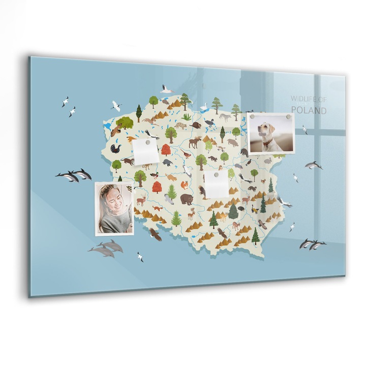 Mágneses tábla, Coloray, Lengyel állattérkép, Többszínű, 90x60 cm, Fekete markers, 00088428