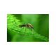 Spray Insecticid, Vebi, Draker RTU Elimina Patru, Purici, Capuse, Furnici, Insecte Argintii, Tantari, Viespi Si Alte Insecte Zburatoare Si Mersatoare, Actioneaza Pana la 14 Zile, Pentru Interior Si Exterior, 1 l