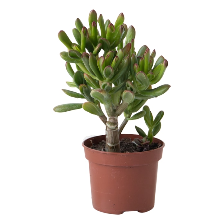 Planta de Jad - Crassula ovata 'Gollum' - Inaltime 15-25 cm - Ghiveci 12 cm