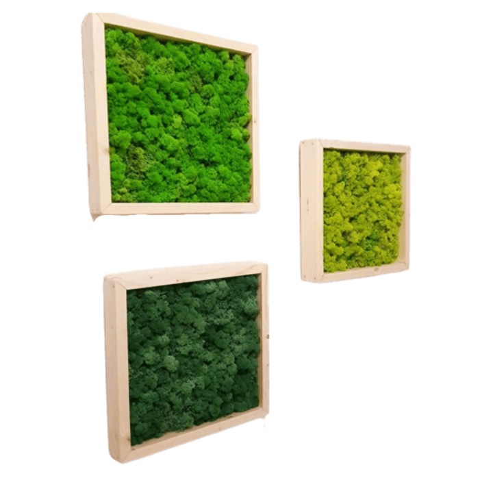Set 3 tablouri patrate din licheni naturali stabilizati 30x30 cm, decor perete handmade pentru spatii moderne si birouri