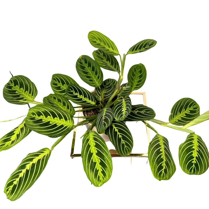 Maranta, Planta care se roaga, D50 cm