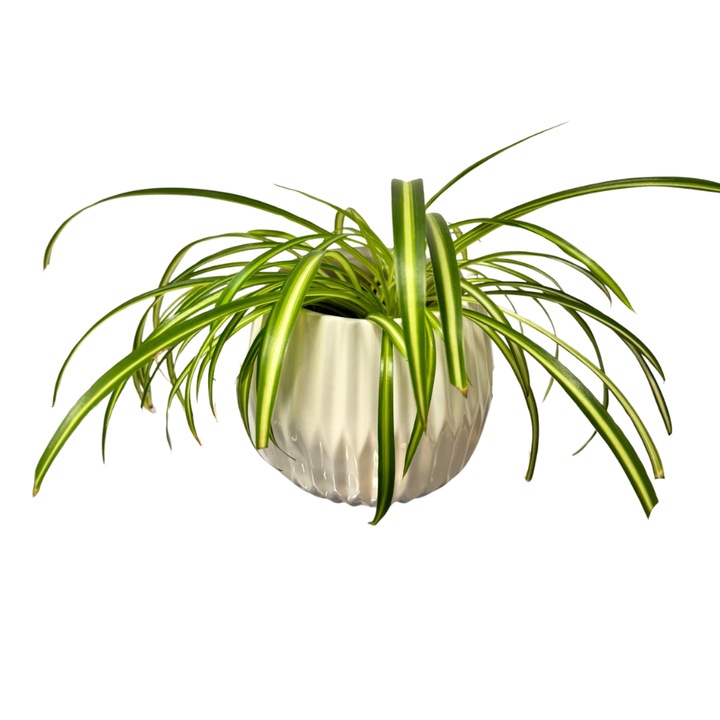 Planta Paianjen – Chlorophytum comosum, ghiveci ceramic, D30 cm