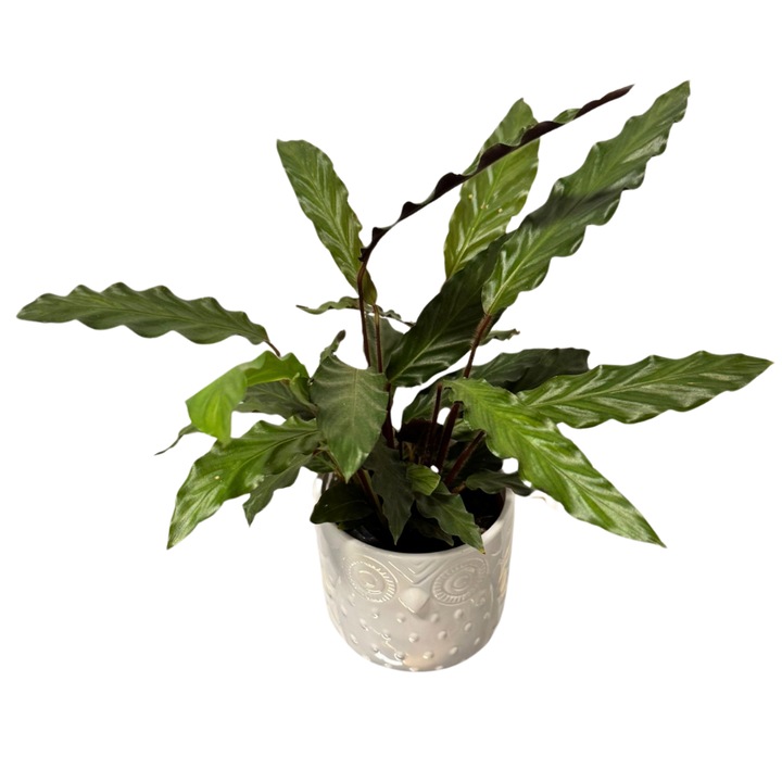 Calathea Rufibara, ghiveci ceramic, H40 cm