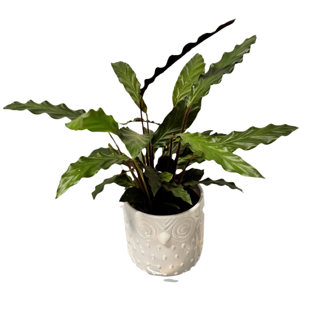 Calathea Rufibara, ghiveci ceramic, H40 cm - eMAG.ro