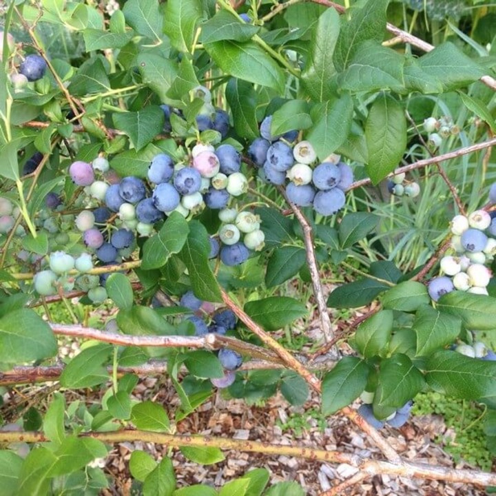 Butas afine, M.KJ Wedrowscy, 2L, fructe mari, culoare violet inchis, inaltime 160-200cm