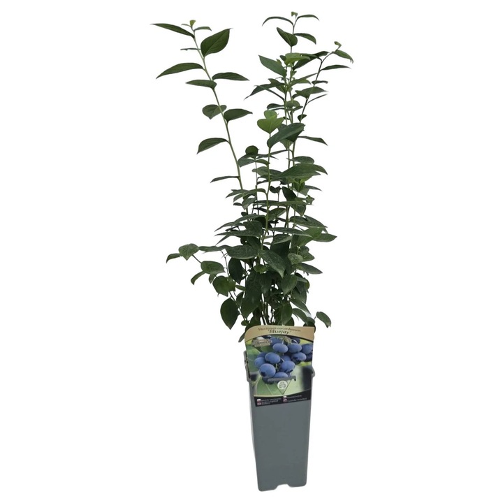 Боровинка, M.KJ. Wędrowscy, 1-2m, 2L