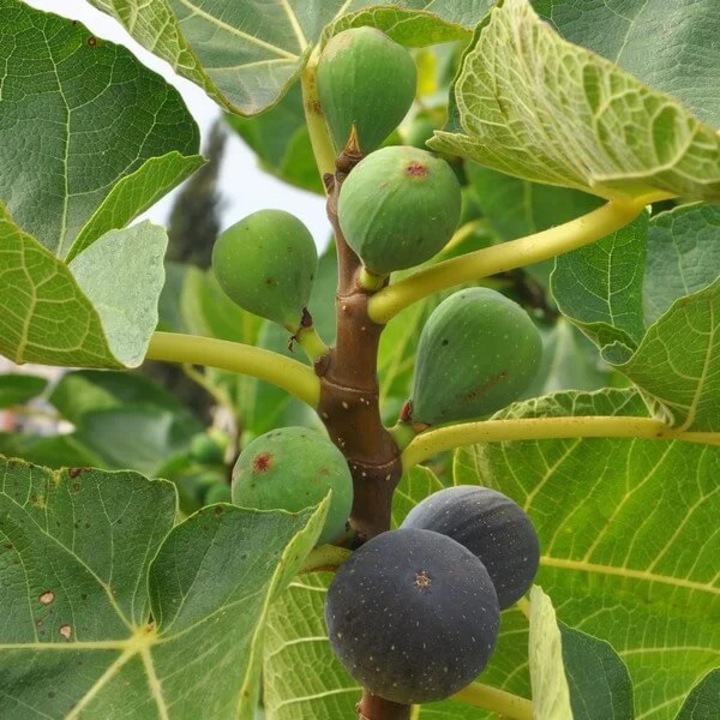 Arbust 'Brown Turkey', M.KJ. Wędrowscy, 2-3m, fructe mari purpuriu-brune, in ghiveci P9/C1