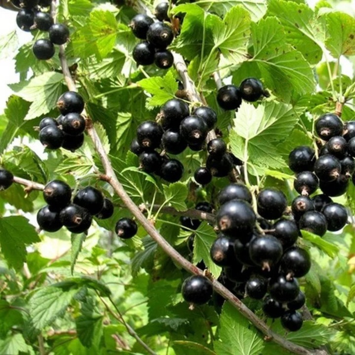 Coacaze negre Titania, M.KJ. Wędrowscy, 10-20cm, rezistent la inghet, 1-1,5m distanta de plantare