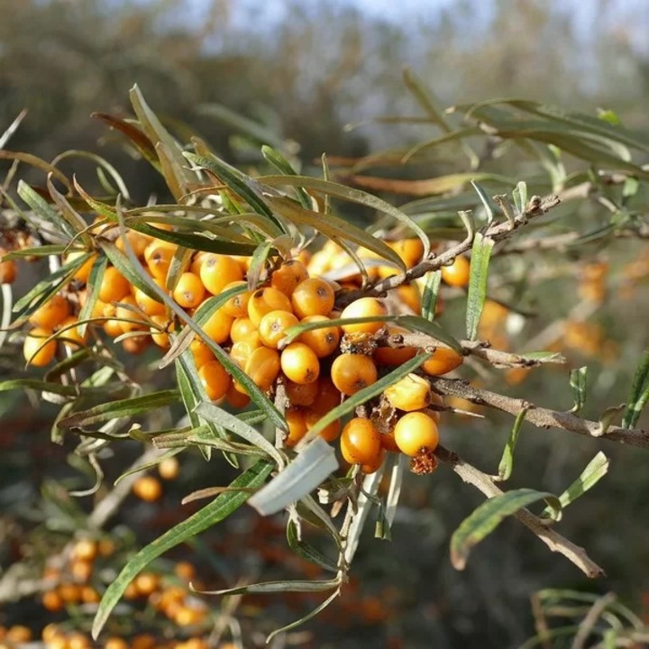 Catina, M.KJ. Wedrowscy, 10-20cm, portocaliu