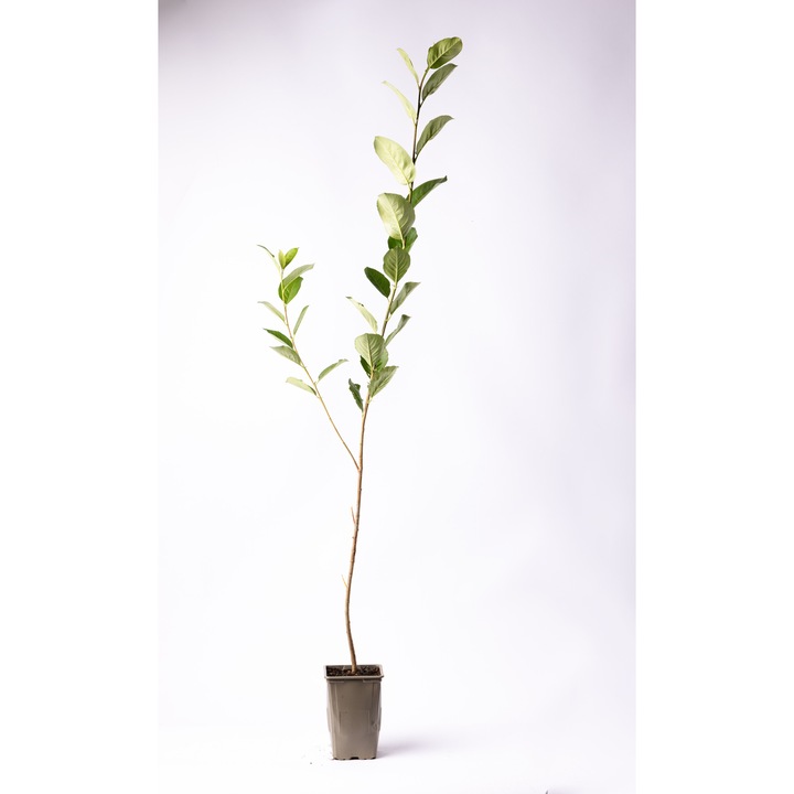 Aronia Nero in ghiveci