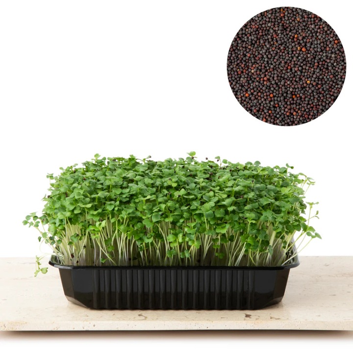 Seminte Microplante Broccoli Verdeata Isteata 1kg, germinatie ridicata, provenienta Italia