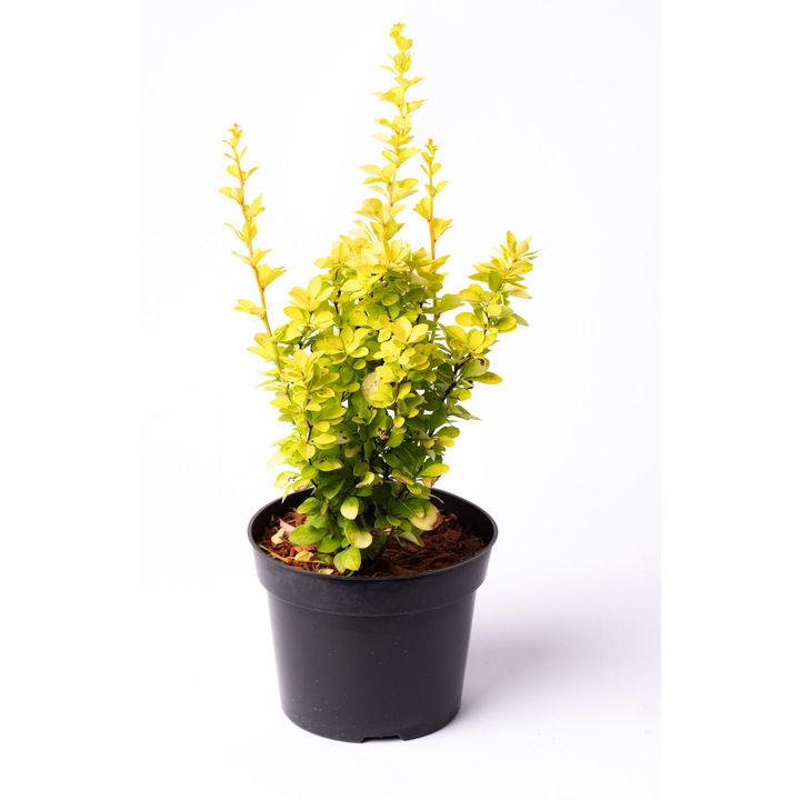 Berberis Thunbergii 'Maria', Aranylevelű borbolya