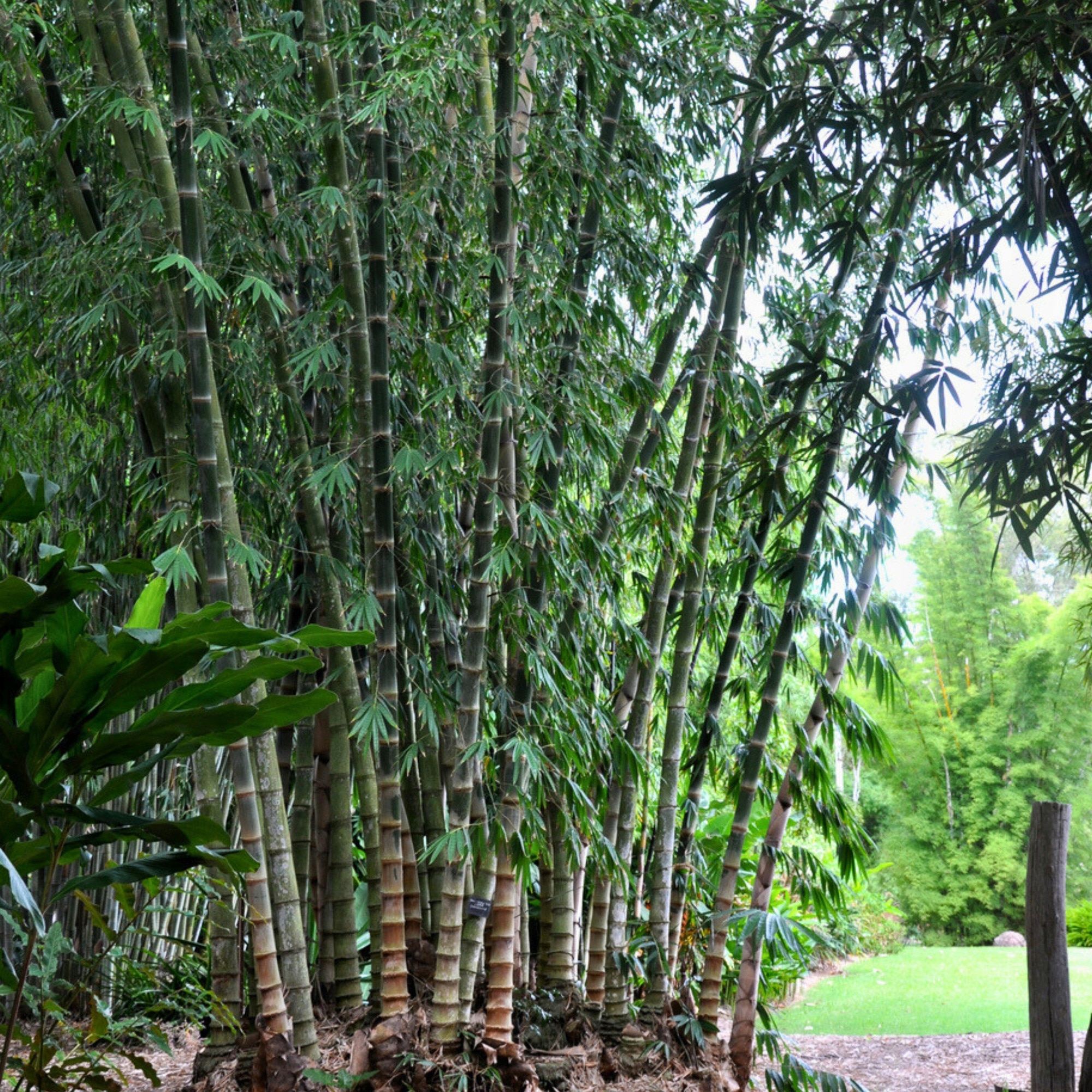 Seminte de Bambus Dragon Dendrocalamus Asper, 50 Semine, nalime 15m,  Germinare 10-14 Zile - eMAG.ro