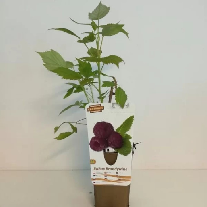 Zmeura mov rasad, 10-2 cm, M.KJ.Wedrowscy