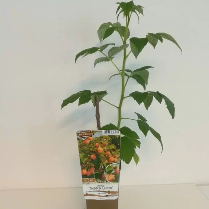 Rasad de malina galbena 'Golden Queen', 10-20cm, mrozoodporna, 2m, set de 1-2 plante