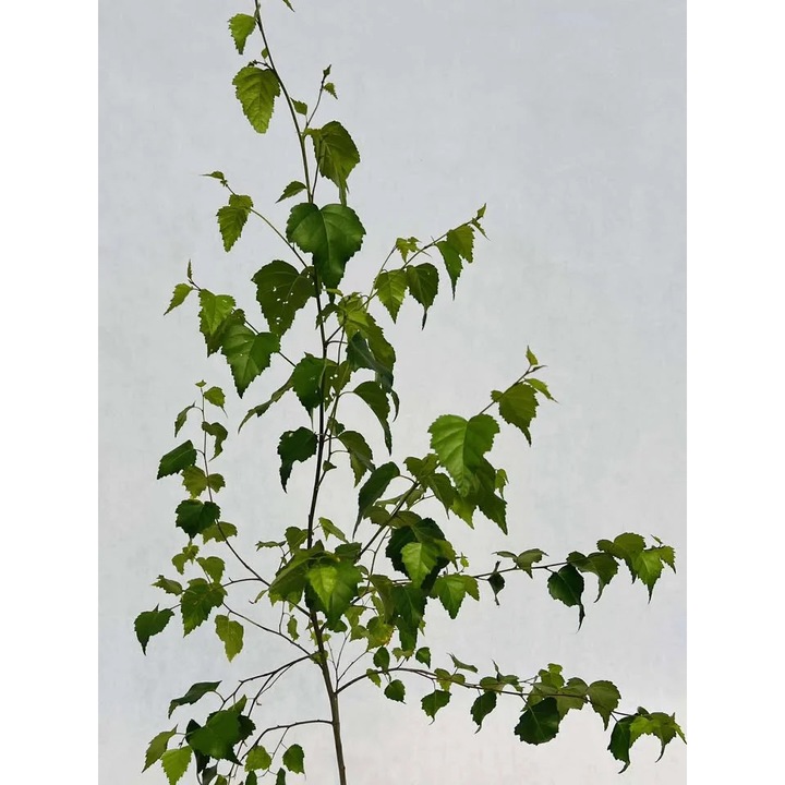 Butas decorativ, M.KJ. Wedrowscy, 40-90cm, 2L, verde