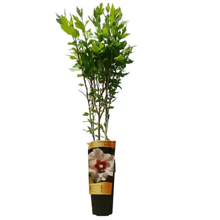 Hibiscus syriacus 'Red Heart', arbust ornamental cu flori bicolore, înălțime 1,5-2m, ghiveci P9/C1