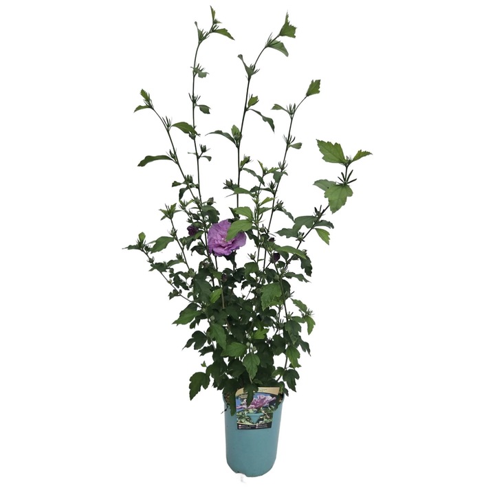 Szíriai hibiszkusz Ardens, ibolya virágú, 40-90cm