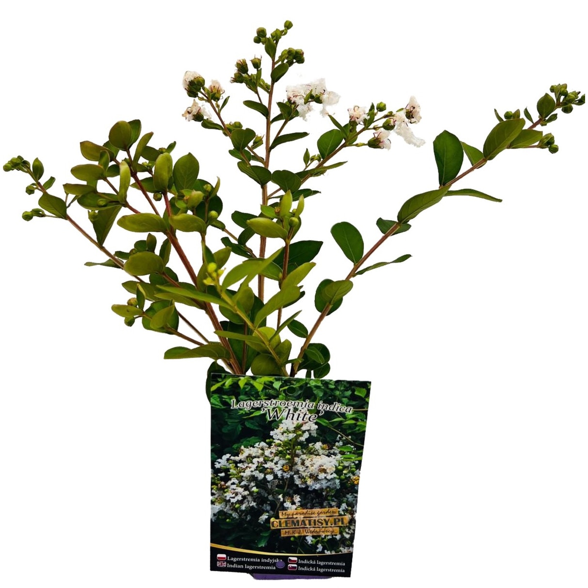 Inghet Lagerstremia indiana alba M.KJ. Wędrowscy, rezistenta la inghet - eMAG.ro