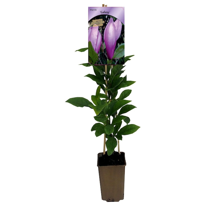 Magnolie 'Galaxy', 40-90cm, flori mari, purpuriu-roz, 2L, M.KJ. Wędrowscy