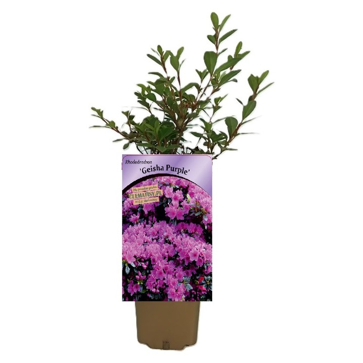 Rododendron Geisho Purple, M.KJ. Wędrowscy, lila virágok, 0.6m, P9/C1
