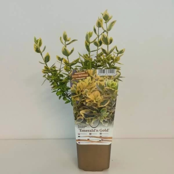 Arbust, M.KJ. Wedrowscy, Emerald Gold, 0,4m x 0,8m, P9/C1