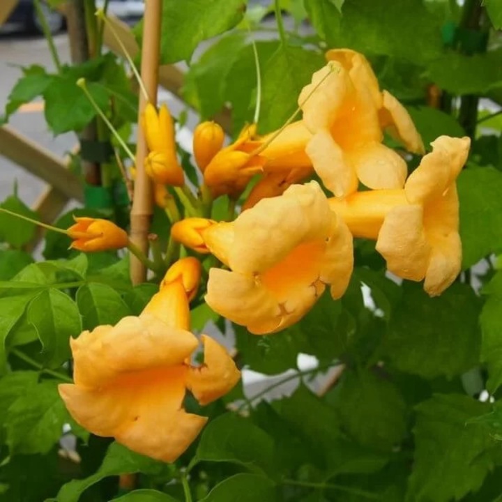 Dísznövény palánta, M.KJ. Wędrowscy, Trombitafolyondár Campsis radicans, sárga virágok, 4L-es cserép