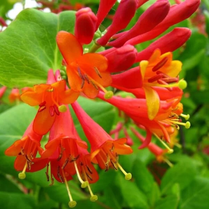Rasad planta decorativa, M.KJ. Wędrowscy, Brown's Honeysuckle Dropmore Scarlet, flori rosii, 10-20cm