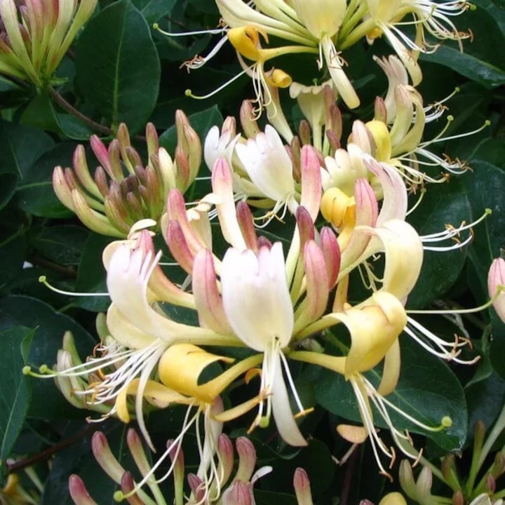 Rasad planta decorativa, M.KJ. Wędrowscy, floare Mana Maicii Domnului Lorincea, crem, 10-20cm